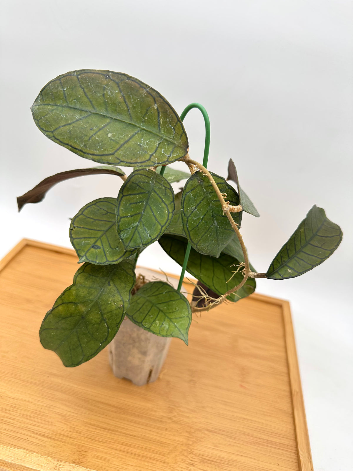 Hoya Gunung Gading - Good Size, Multiple Growths