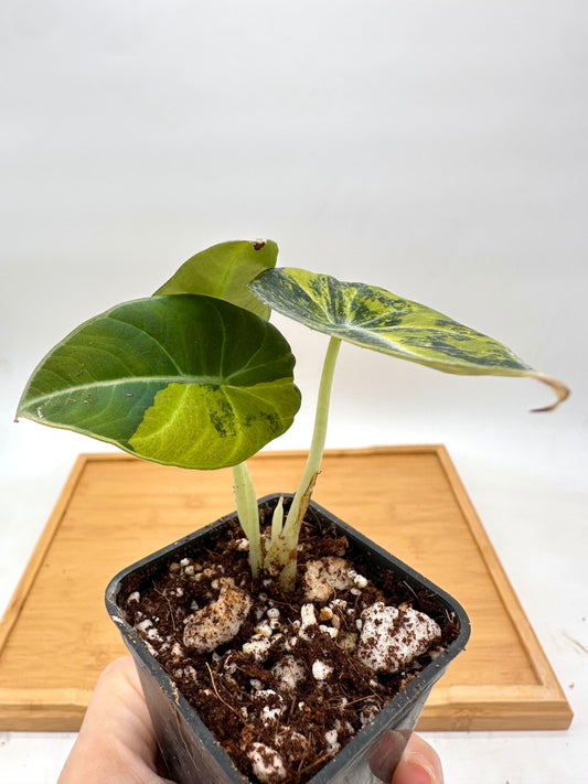 Alocasia Black Velvet Gold Variegated