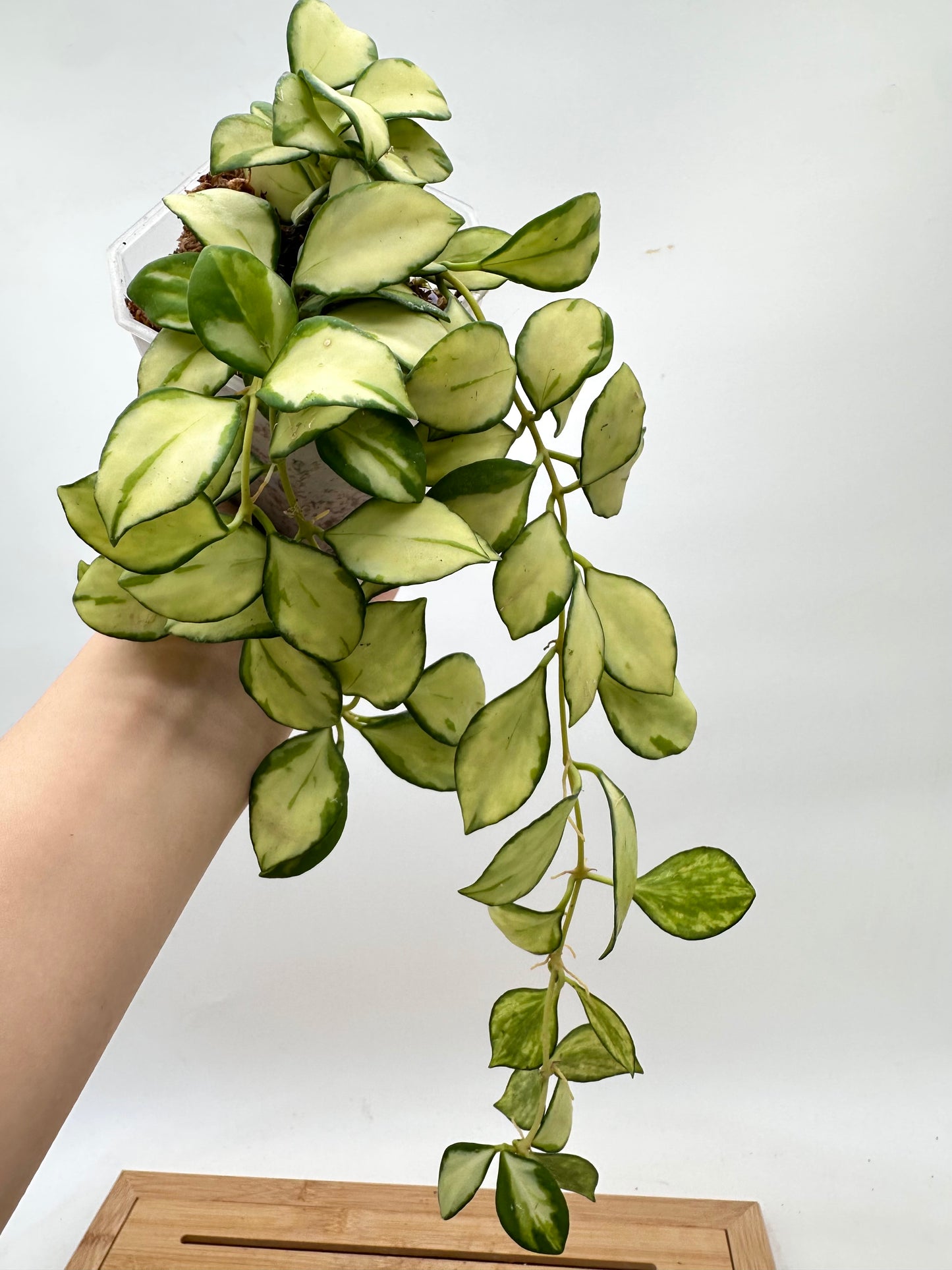 Hoya Heuschkeliana Inner Variegated - Multiple Growths
