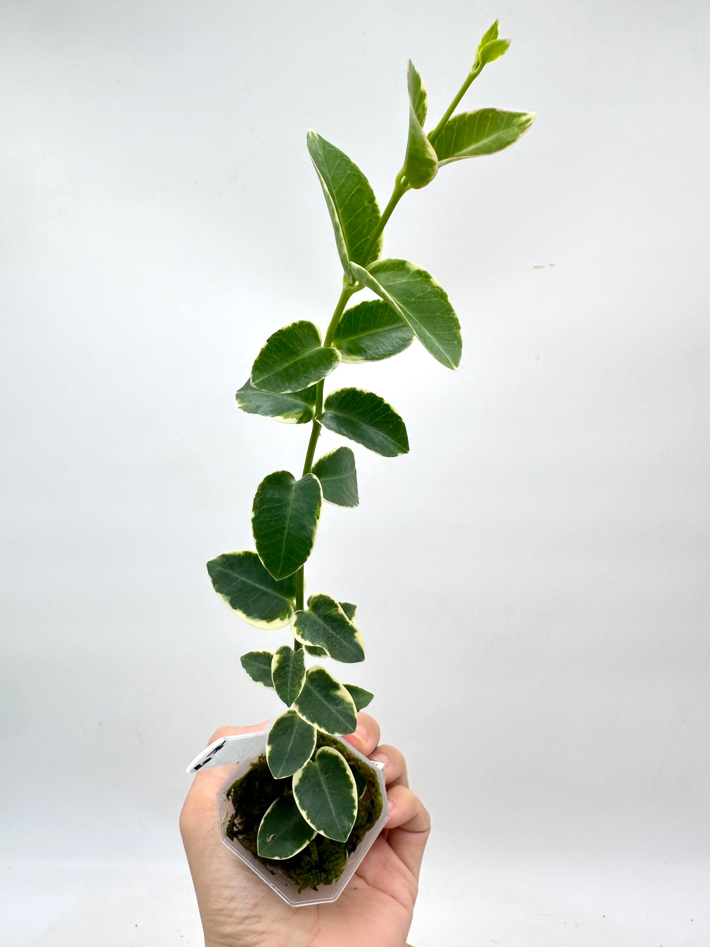Hoya Cumingiana Albo Variegated