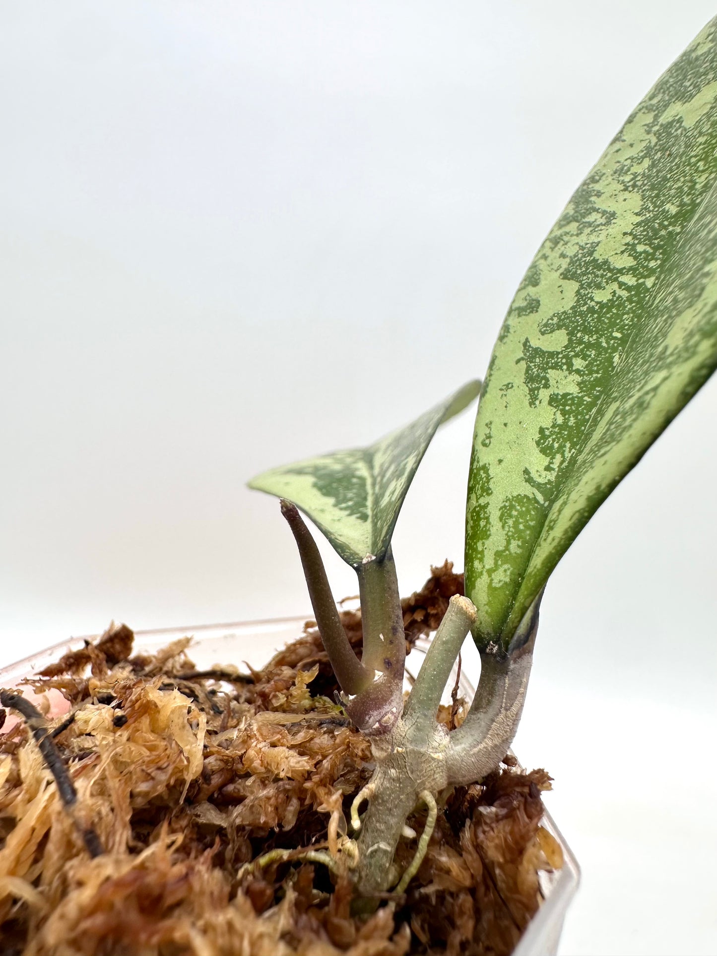 Hoya Crassipetiolata X Michelle Splash