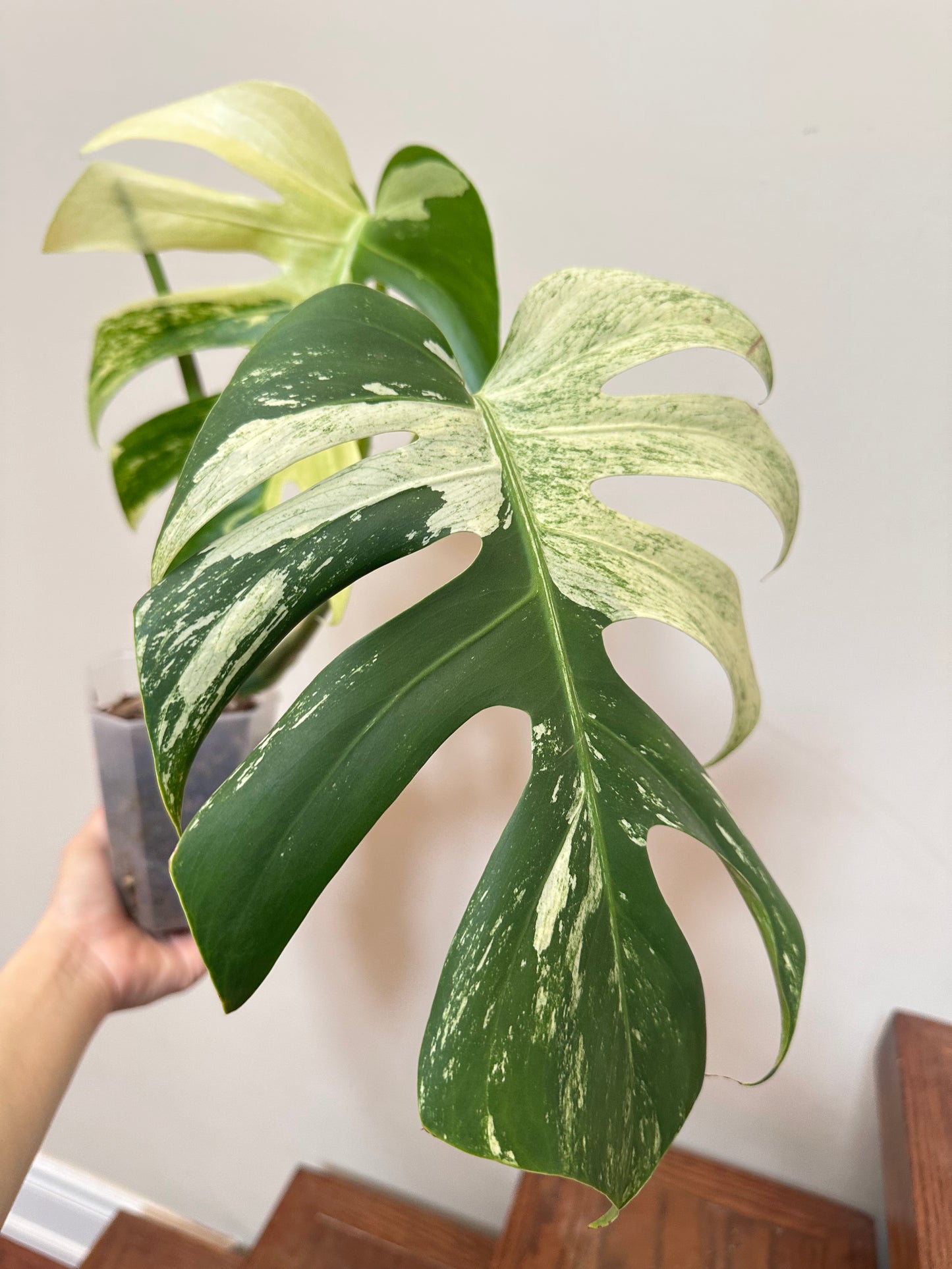 Monstera Jungle Mint