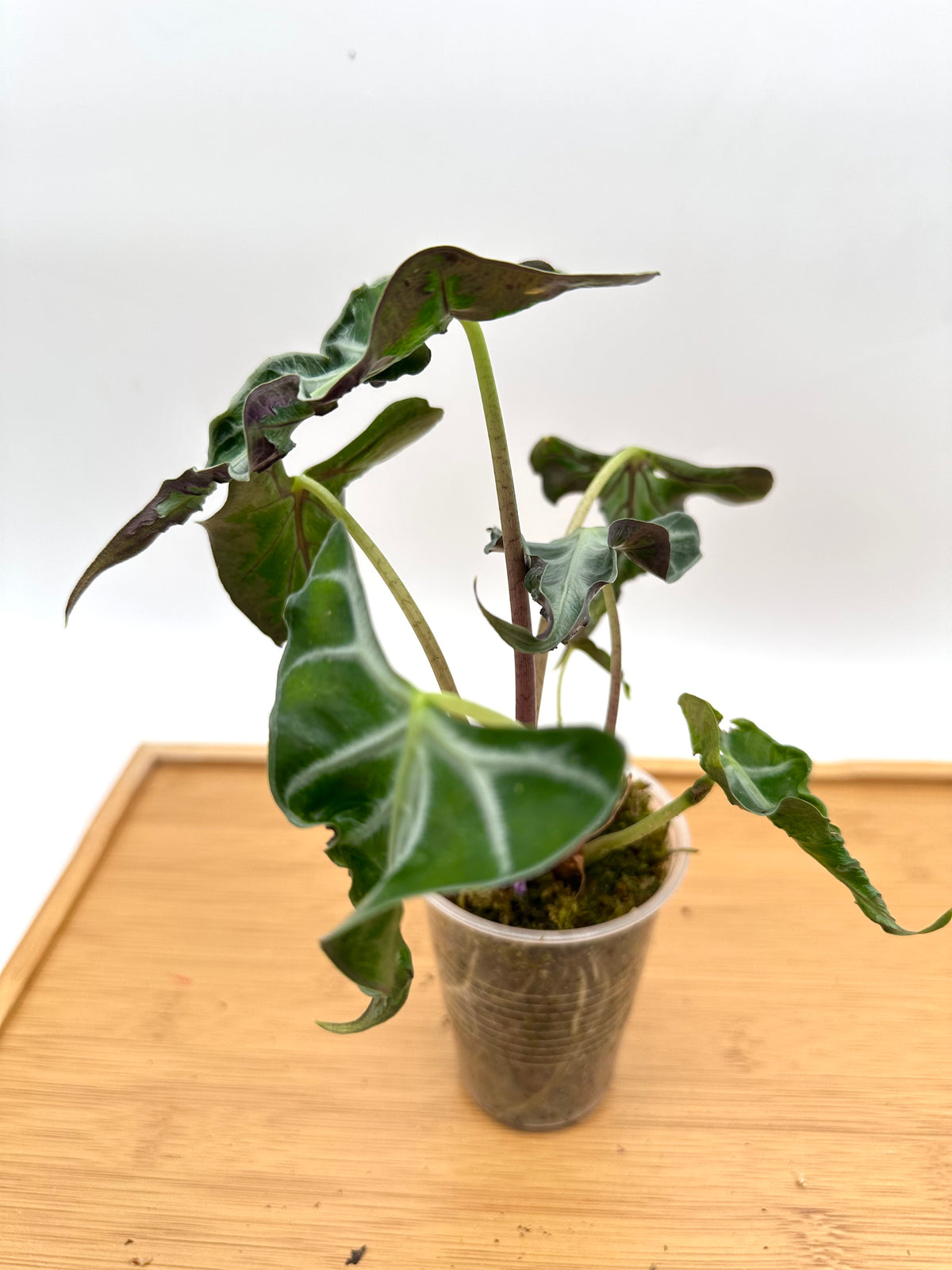 Alocasia Loco - Multiple Growths