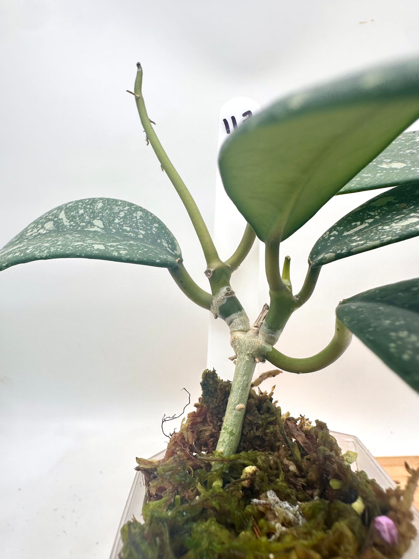 Hoya Diversifolia Splash