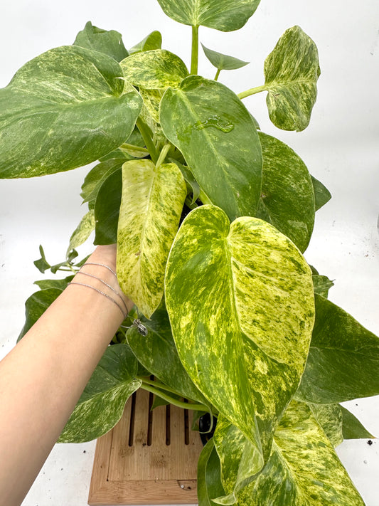 Philodendron Giganteum Blizzar Variegated (Multiple Plants/Growths in each pot)