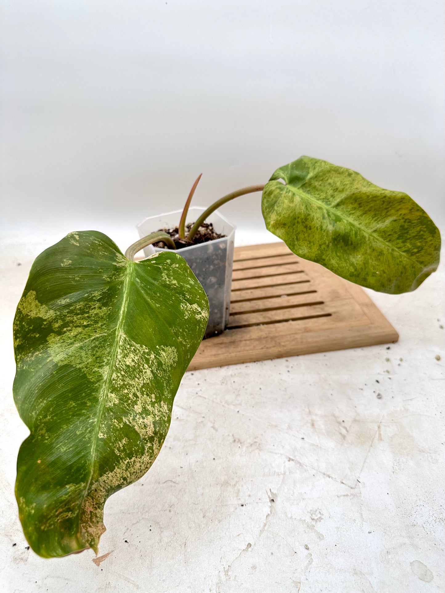 Philodendron Whipple Way Mint Variegated - Good Size