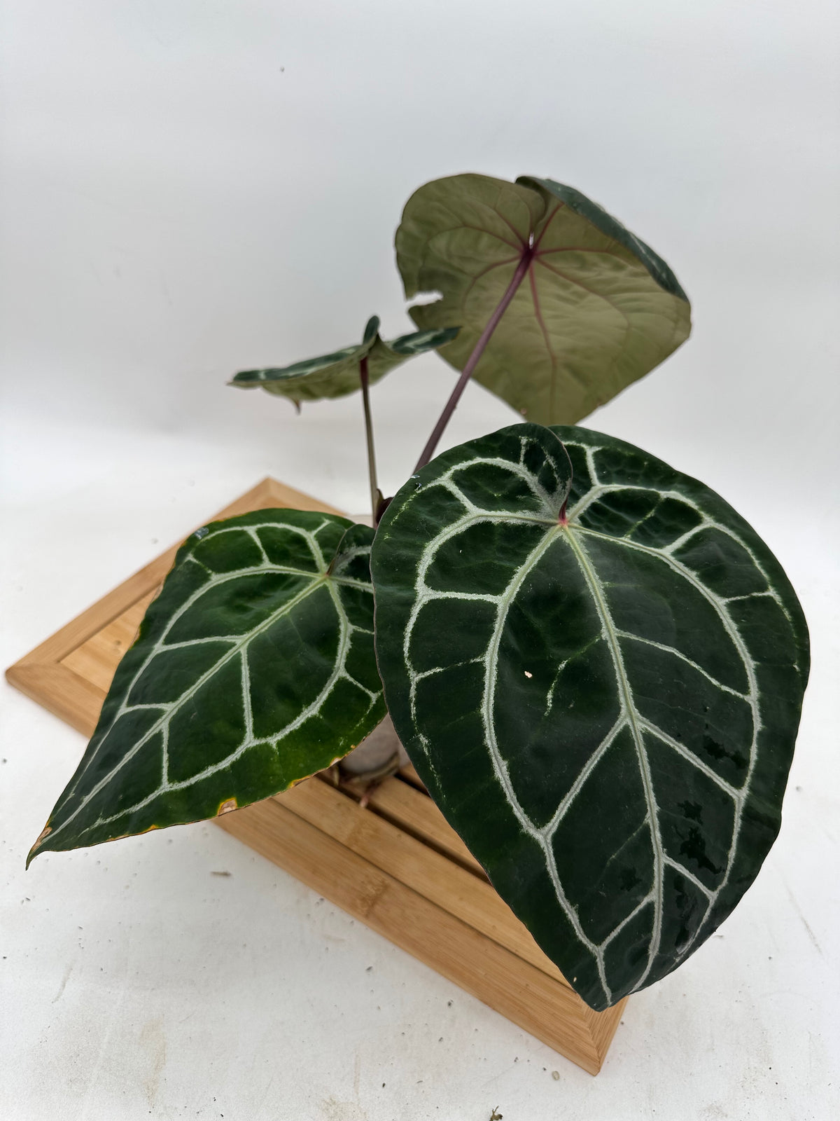 Anthurium Michelle x Zara x Red Crystallinum (Memoria Tim Anderson) - Size Large
