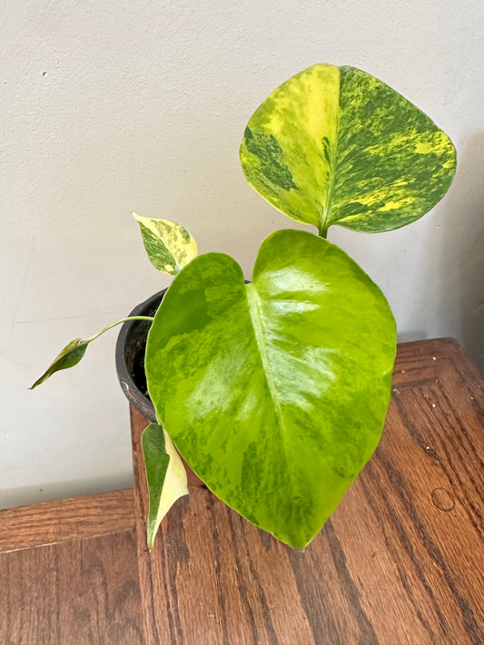 Monstera Marilyn in 4” pot