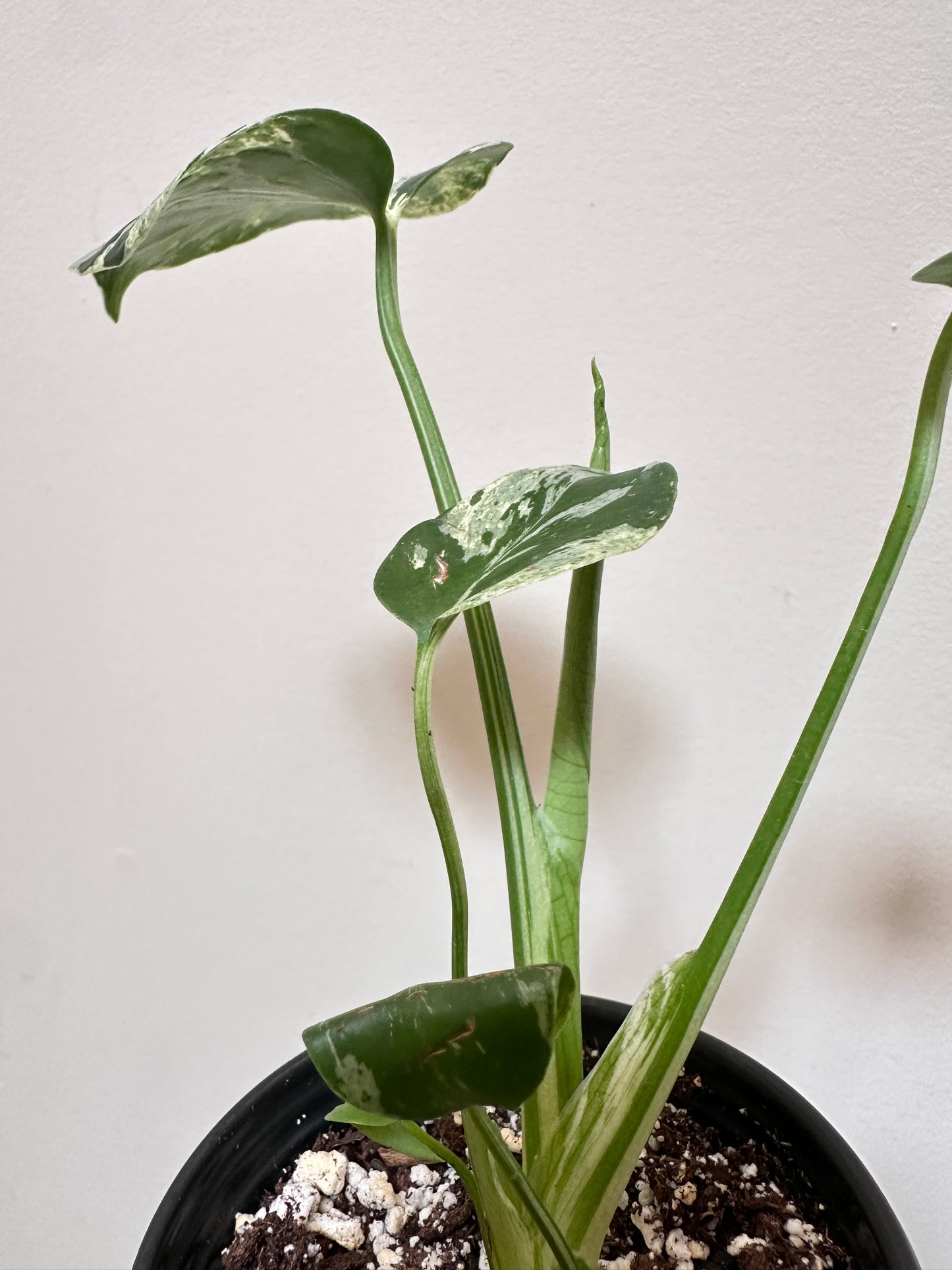Monstera Bulbasaur - G