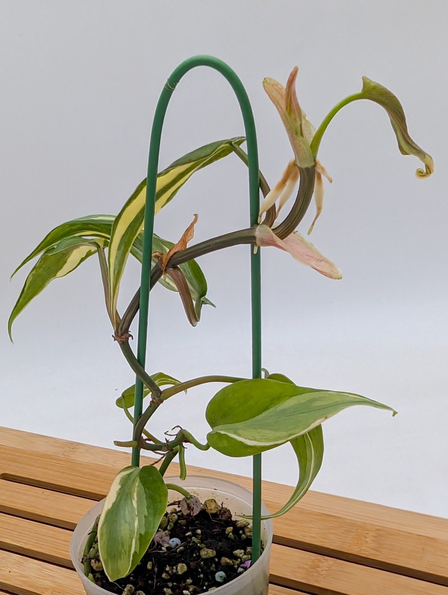 Philodendron Rio