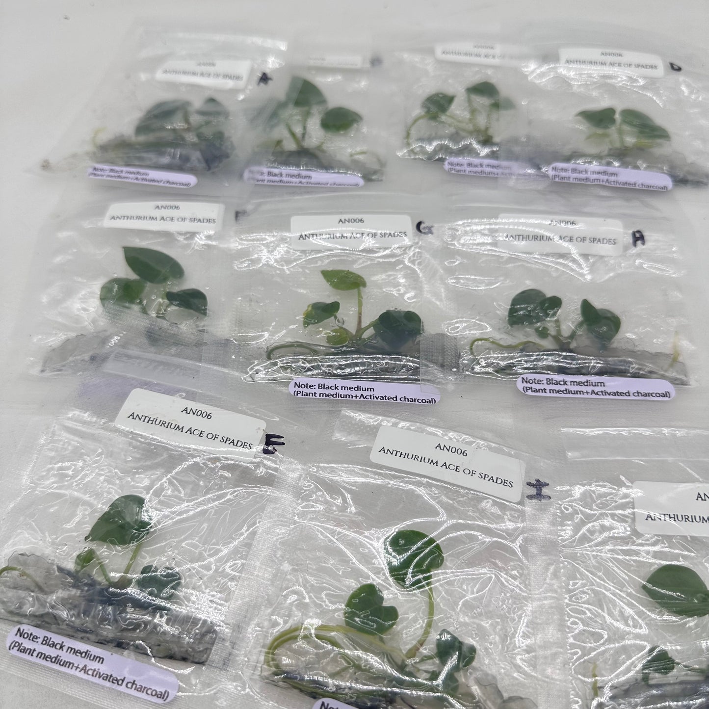 Tissue Culture - Anthurium Ace of Spades