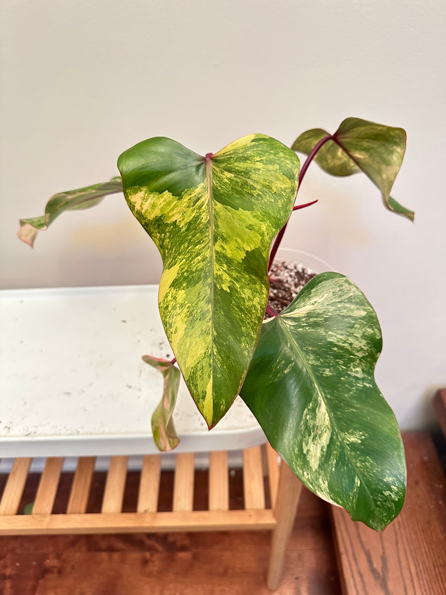 Philodendron Strawberry Shake Variegated