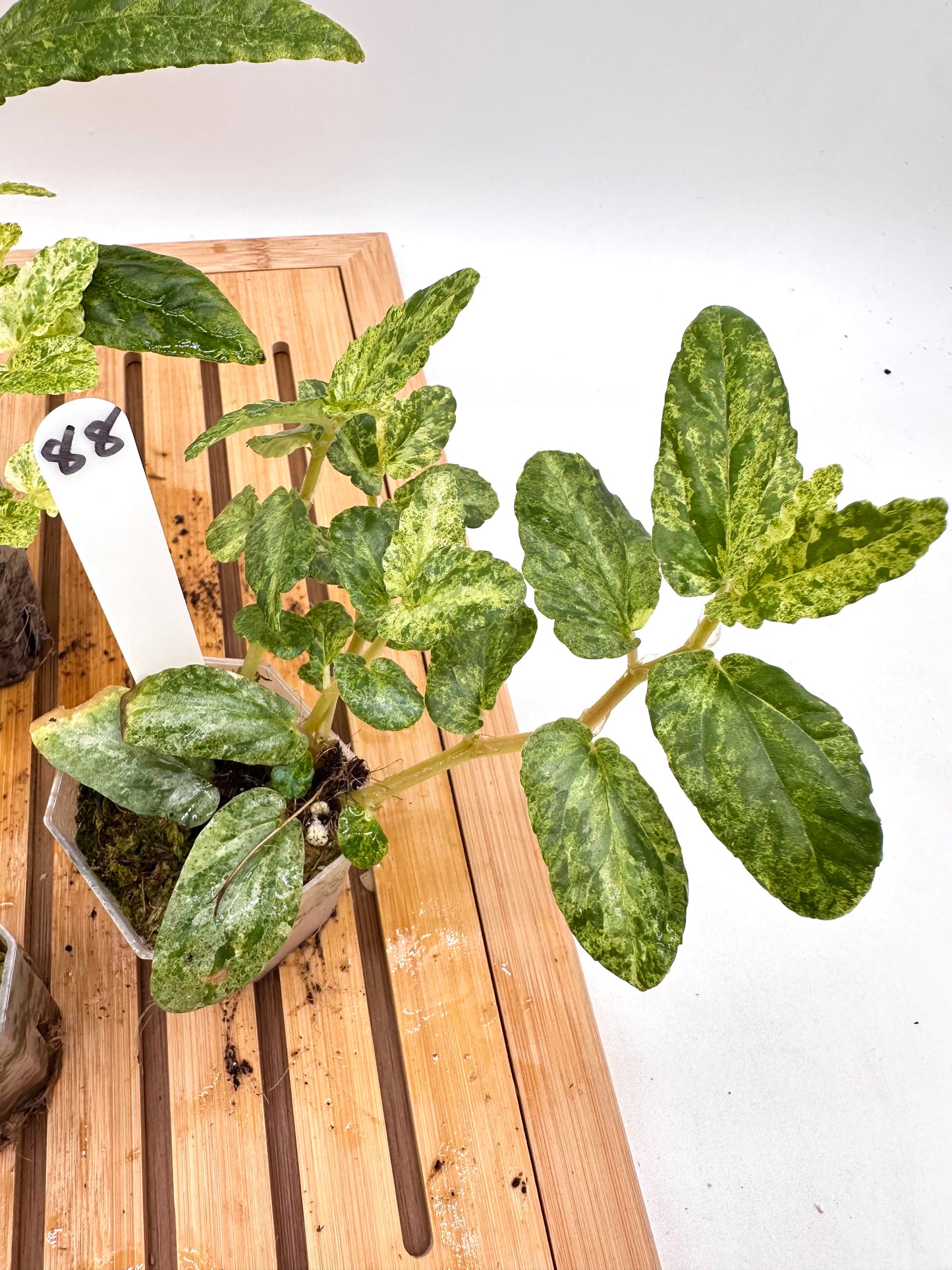 Begonia Watermelon Variegated