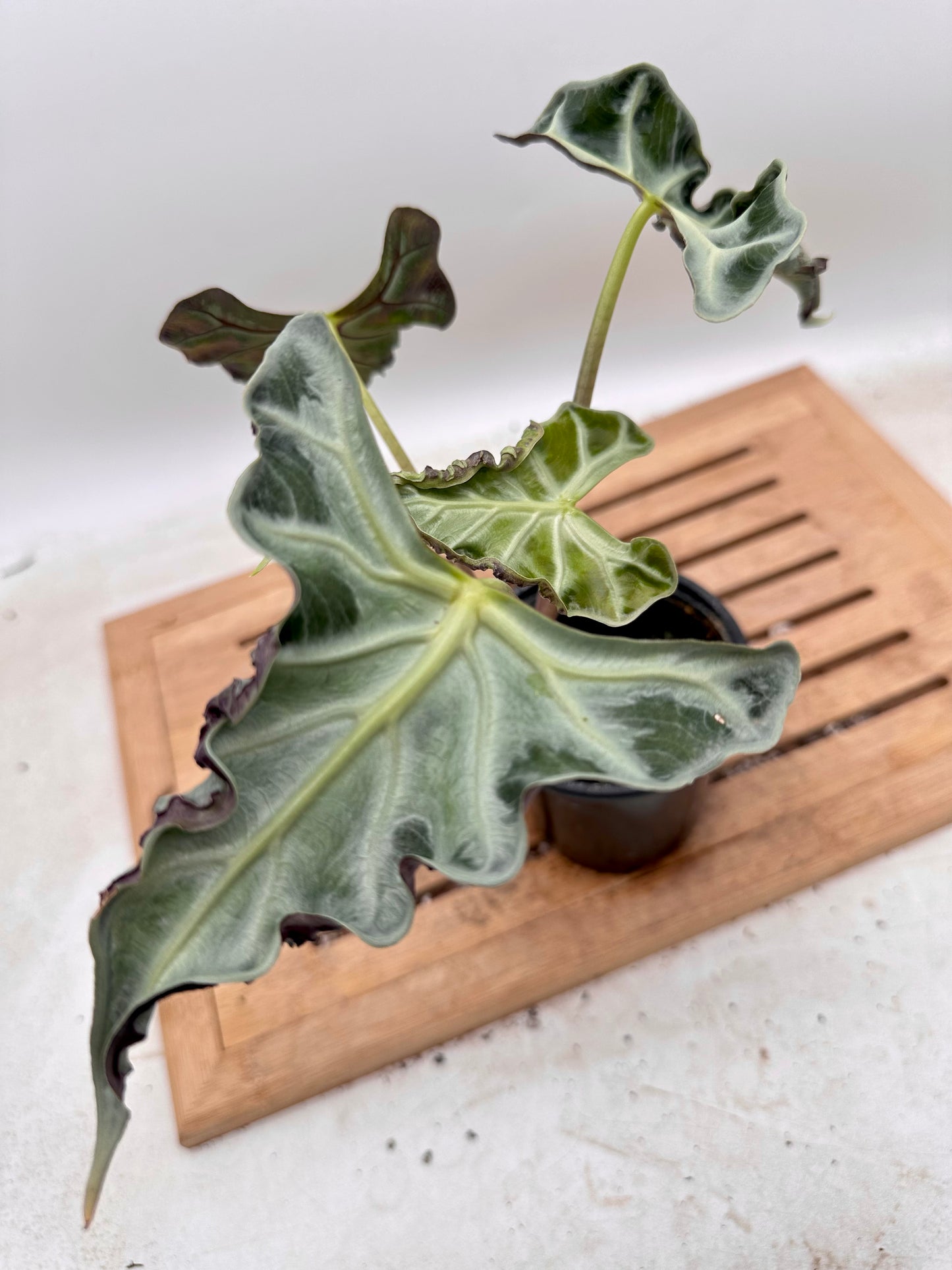 Alocasia Loco CORM