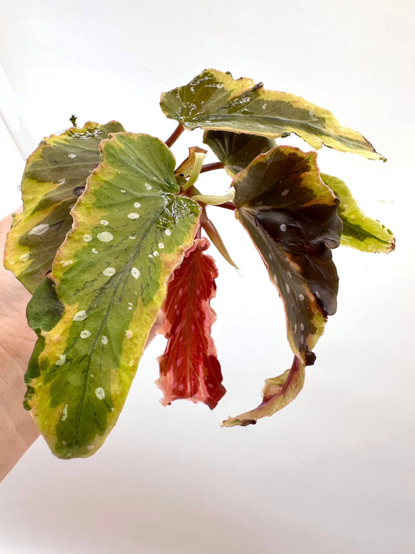 Begonia Dainty Spray Variegated