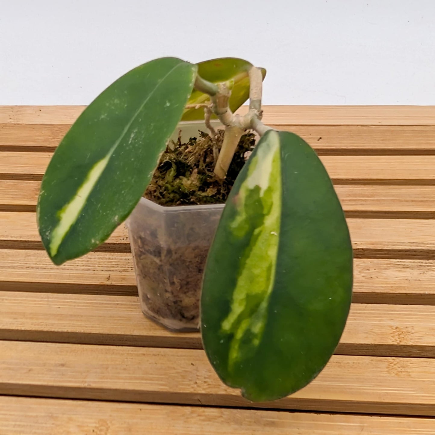 Hoya Diversifolia Maharini