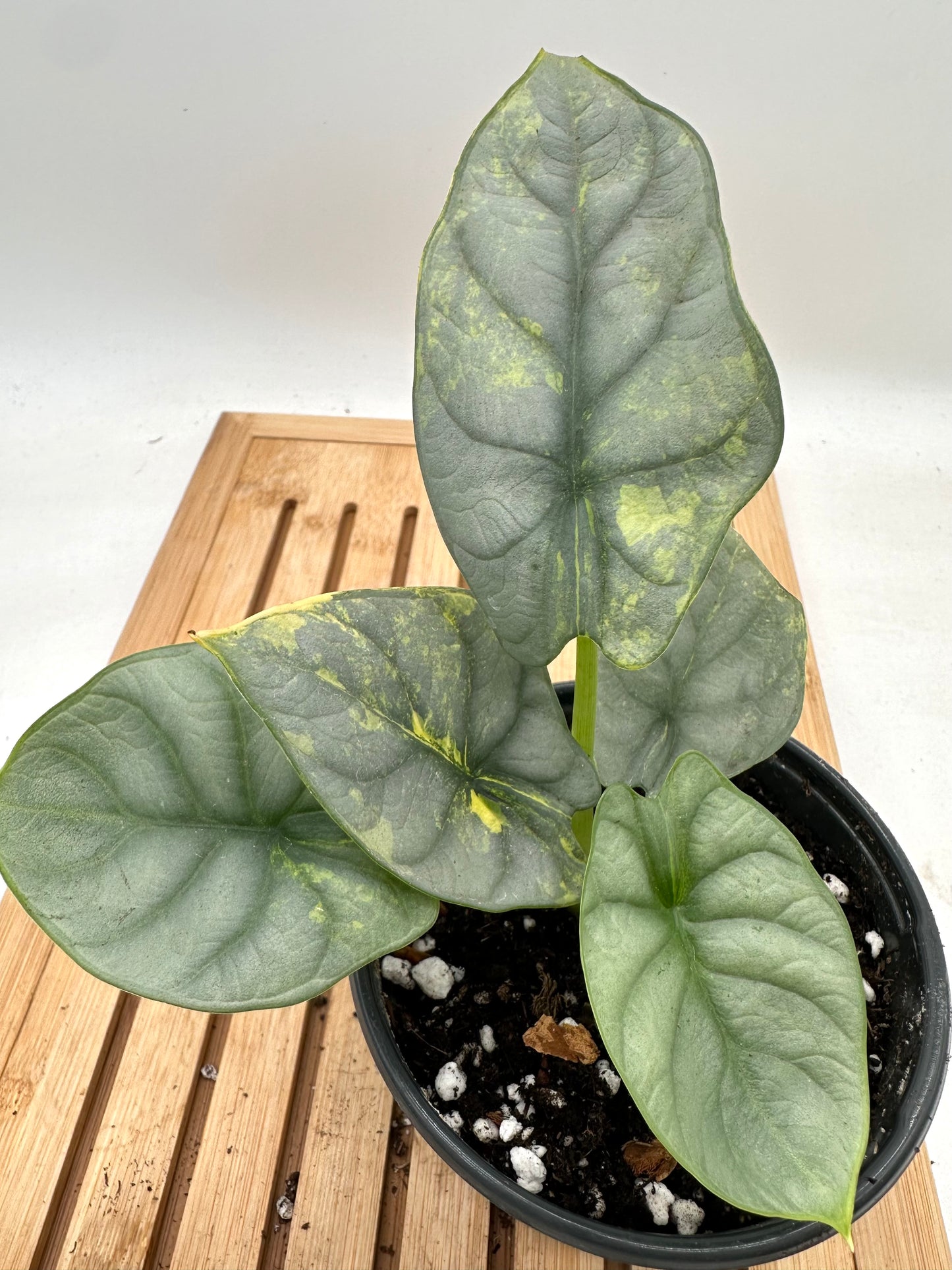 Alocasia Silver Dragon Variegated