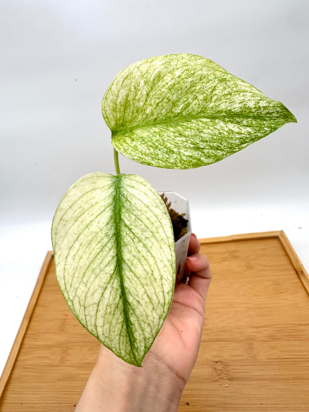 Monstera Mint