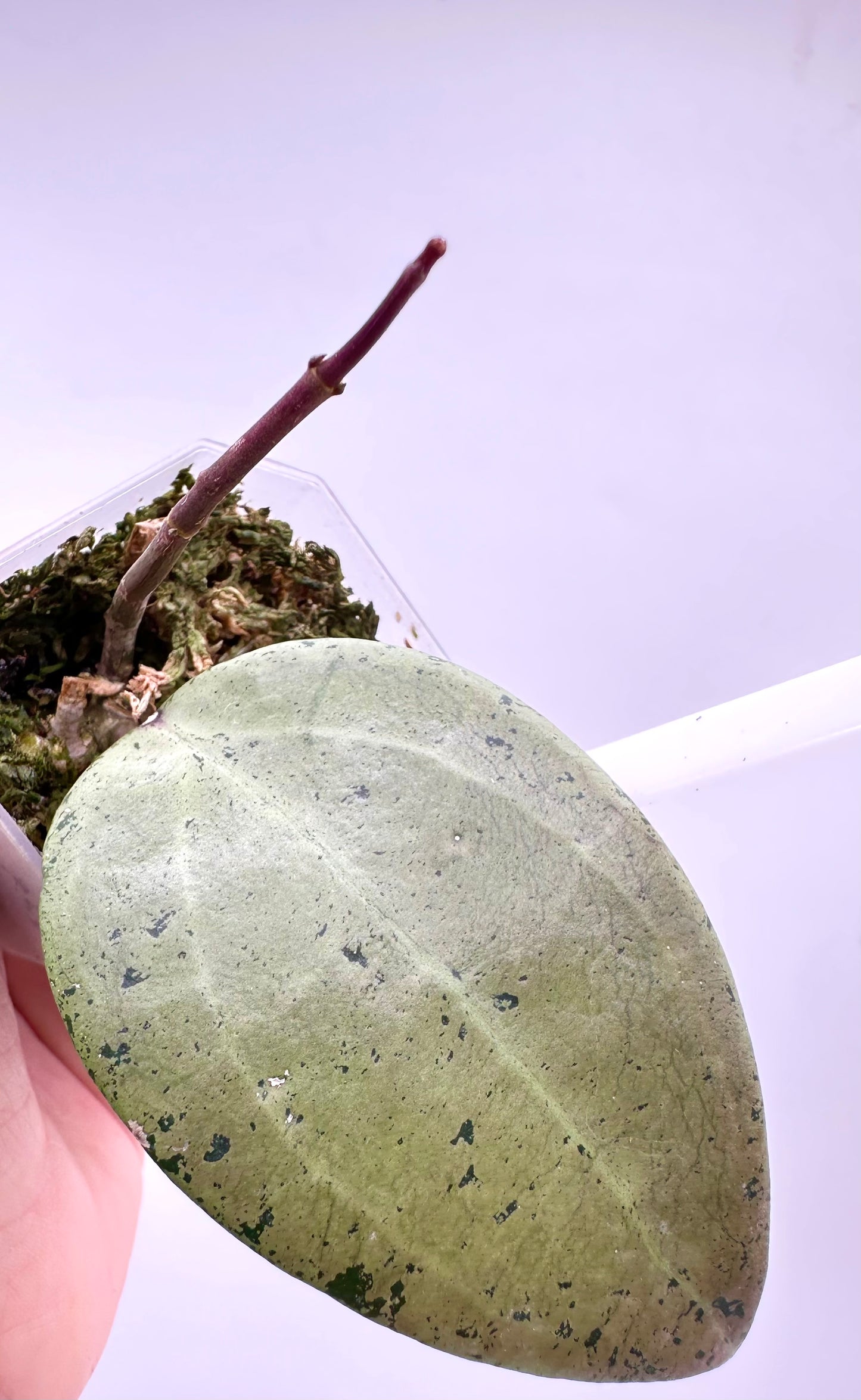 Hoya Verticillata Silver Heart