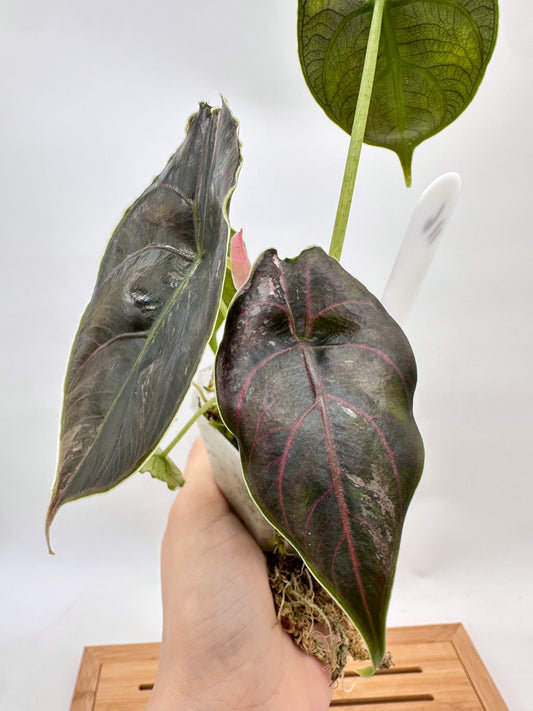 Alocasia Azlanii Albo Pink Variegated