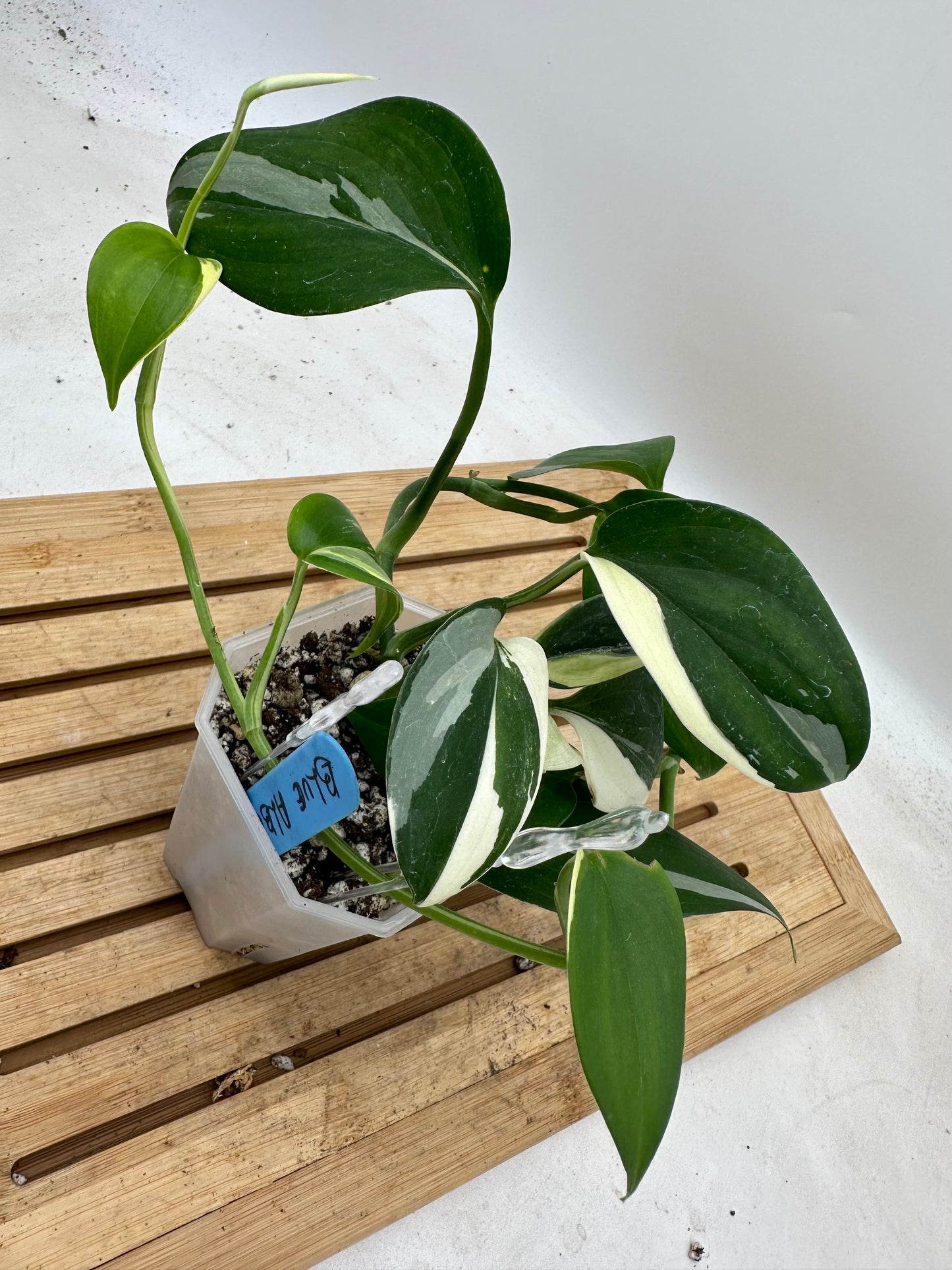 Scindapsus Blue Albo Size Large (Long stem and many nodes)