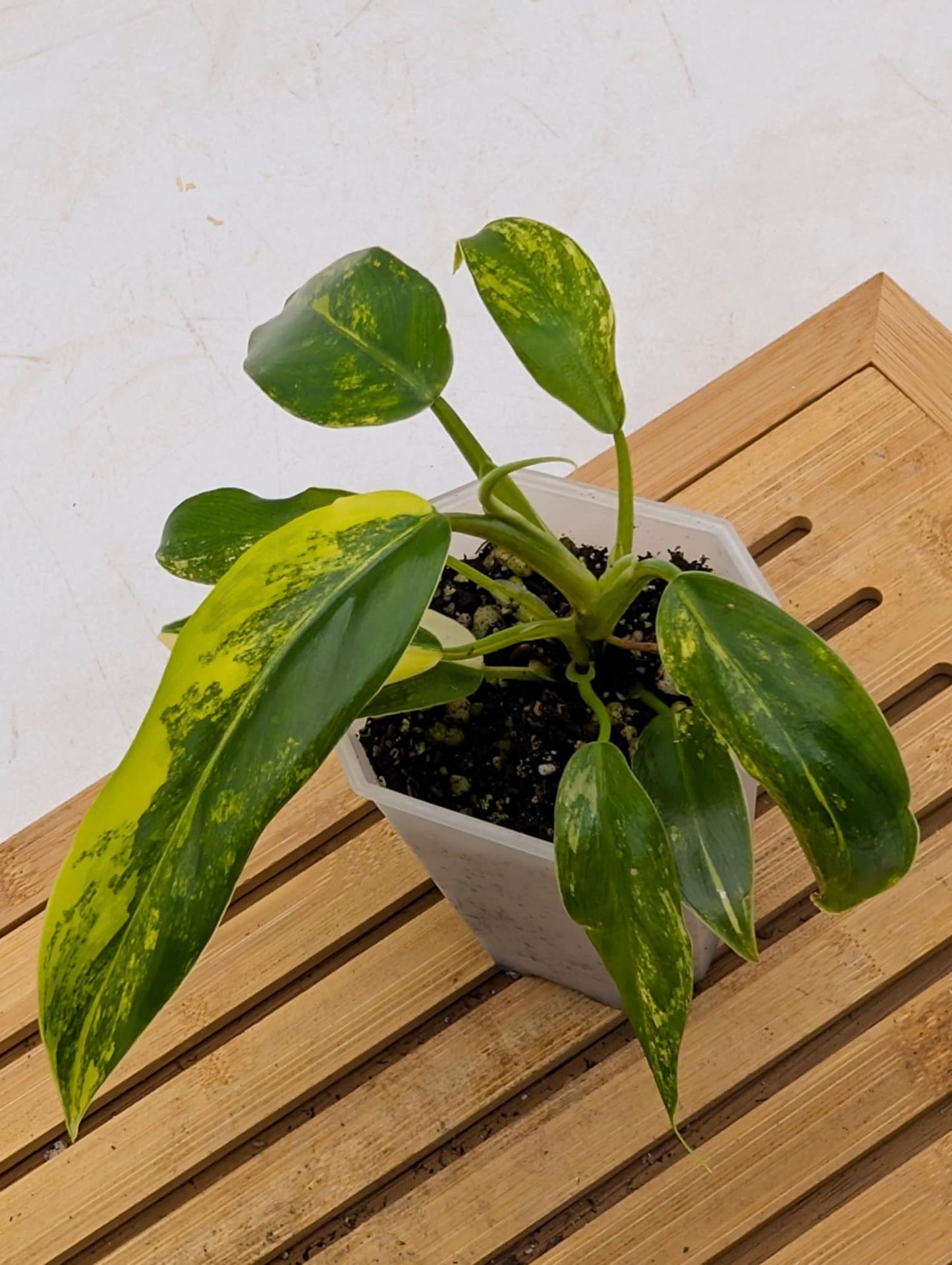 Philodendron Domesticum Variegated