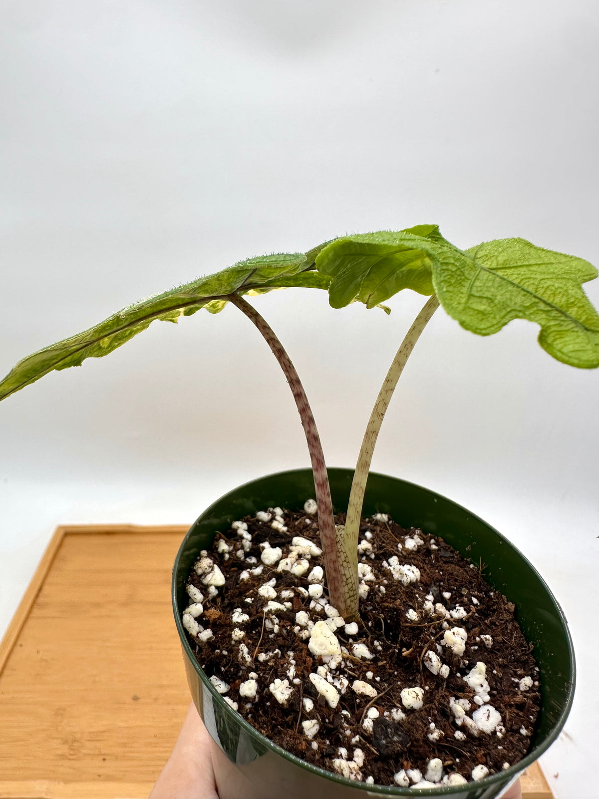 Alocasia Jacklyn Variegated