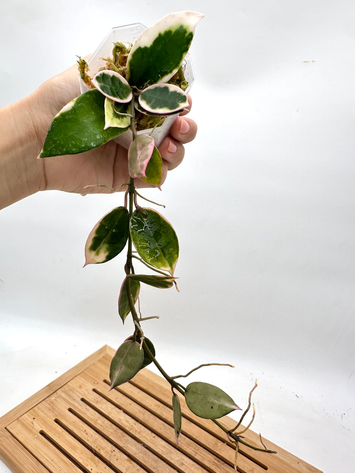 Hoya Lacunosa ‘Asami’ Variegated