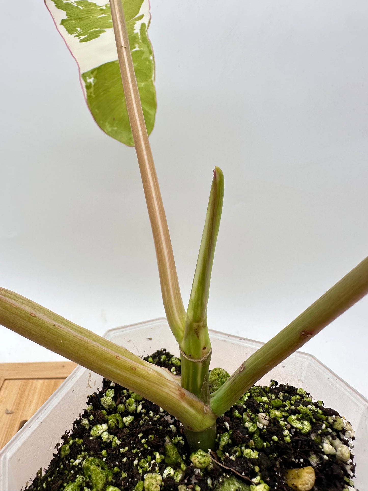 Philodendron Paraiso Verde Albo Variegated