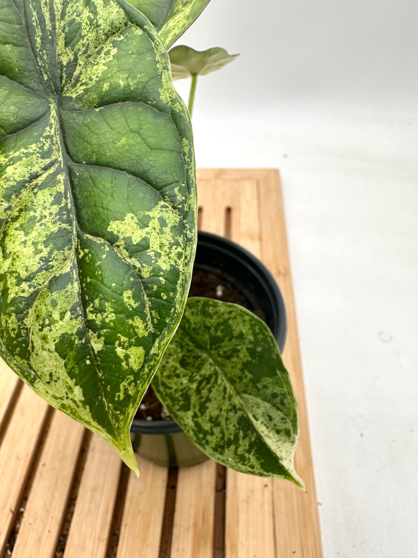 Thanksgiving Sales - Variegated Alocasia Dragon Scale Mint