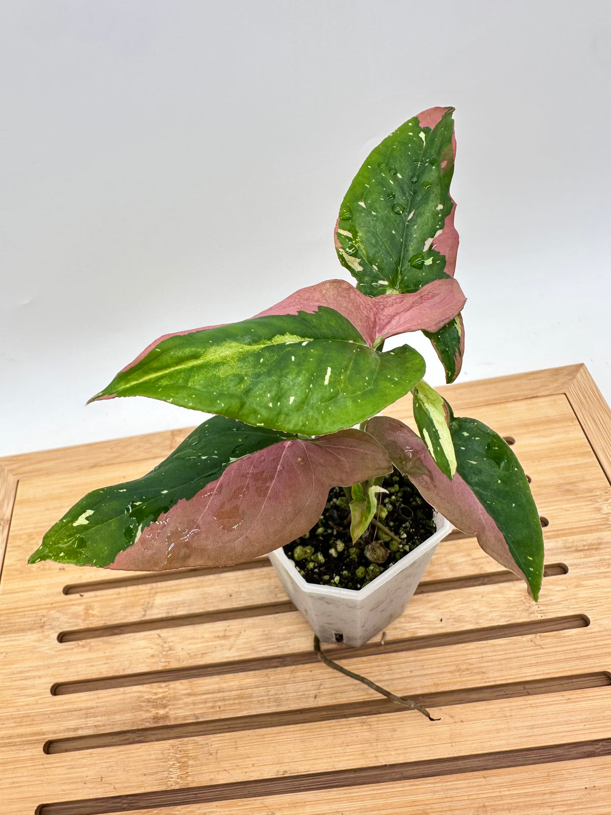 Syngonium Redspot Tri-Color Variegated 012