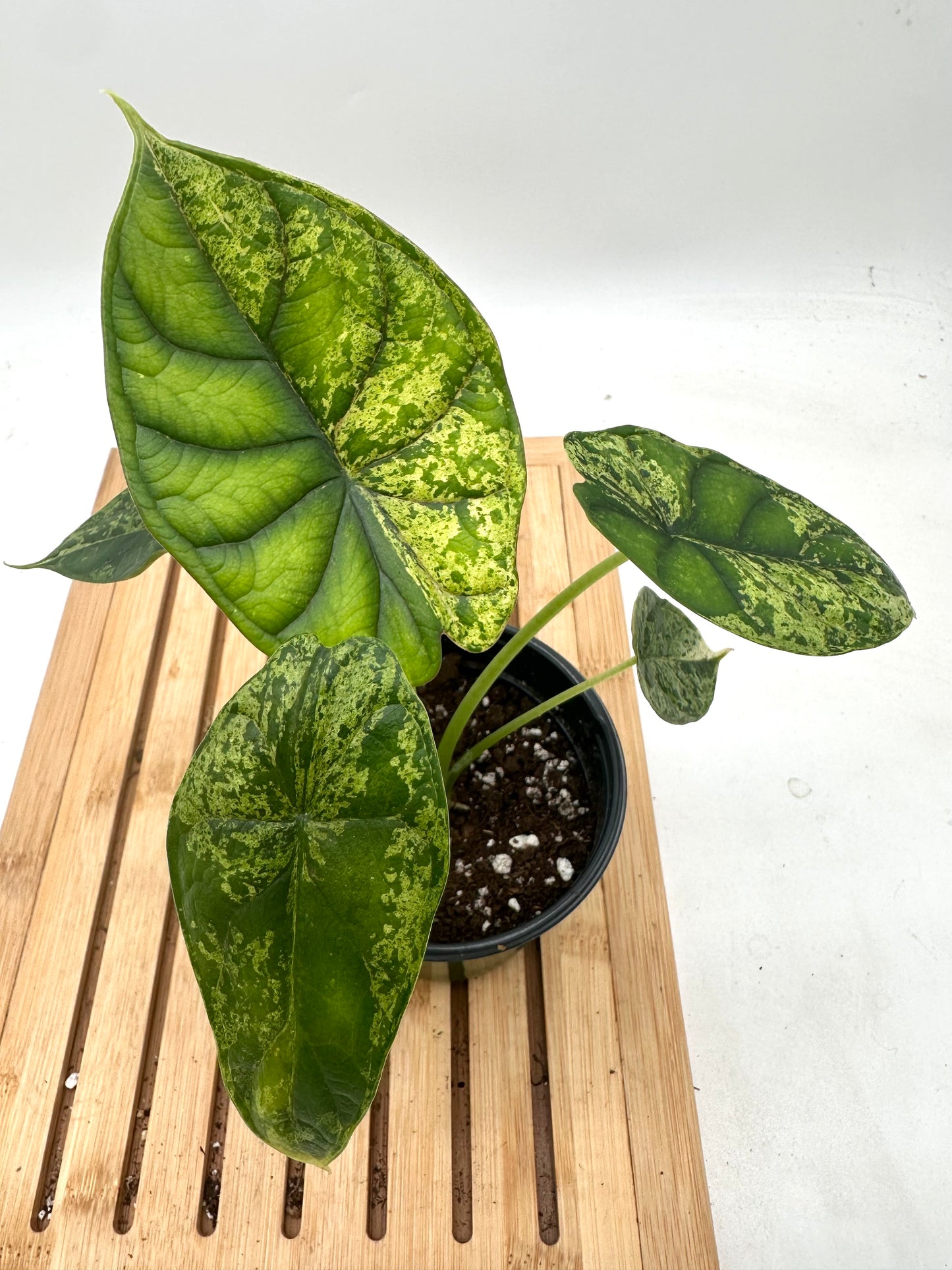 Thanksgiving Sales - Variegated Alocasia Dragon Scale Mint