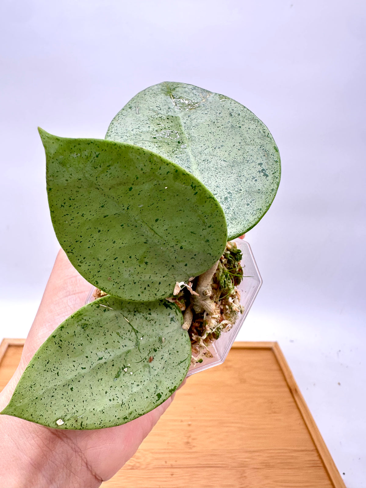 Hoya Verticillata ‘Silver Heart’