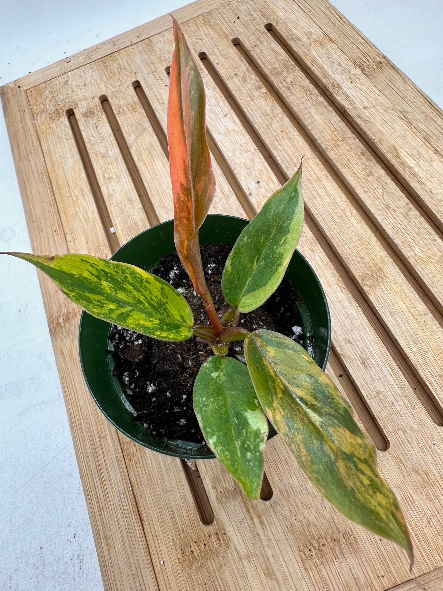 Variegated Philodendron Caramel Marble