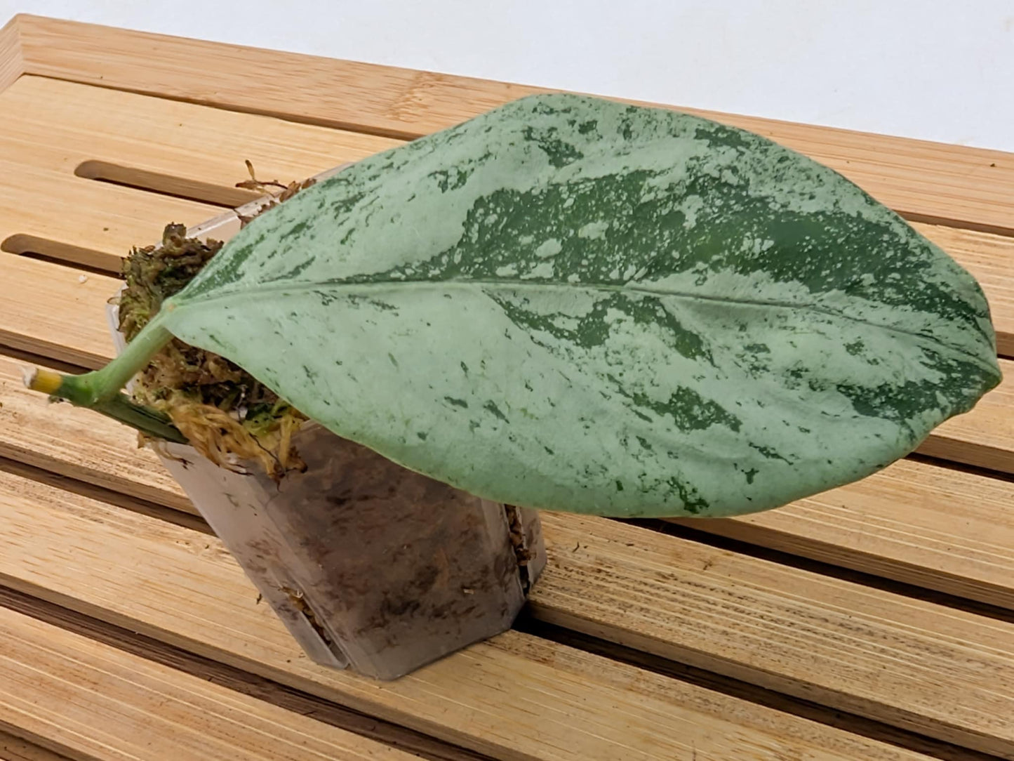 Hoya Coriacea Silver