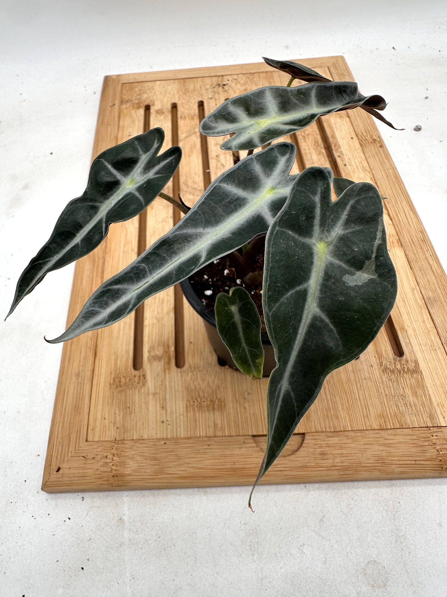 Sport Variegated Alocasia Bambino