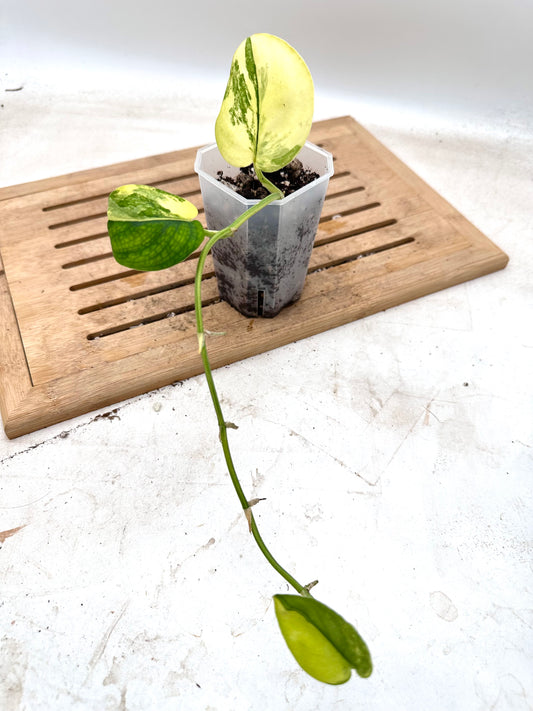 Scindapsus Jade Satin Aurea Variegated