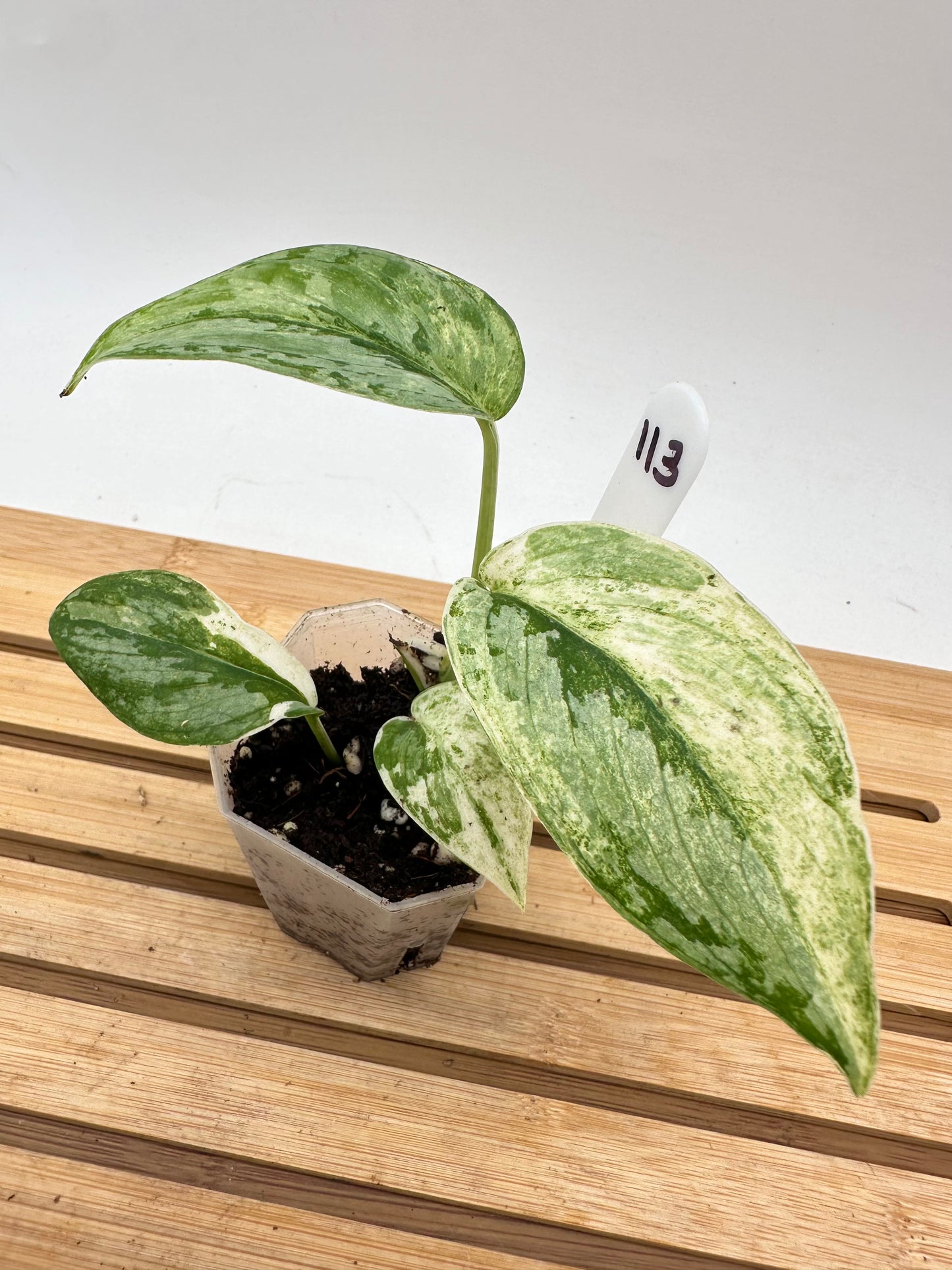 Scindapsus Silver Cloud Variegated