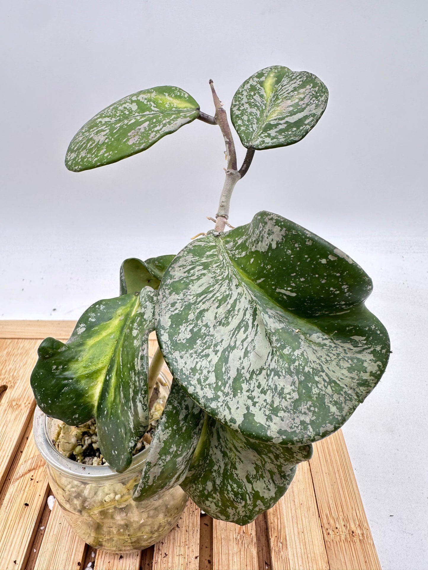 Thanksgiving Sales - Variegated Hoya Obovata Splash + Variegata