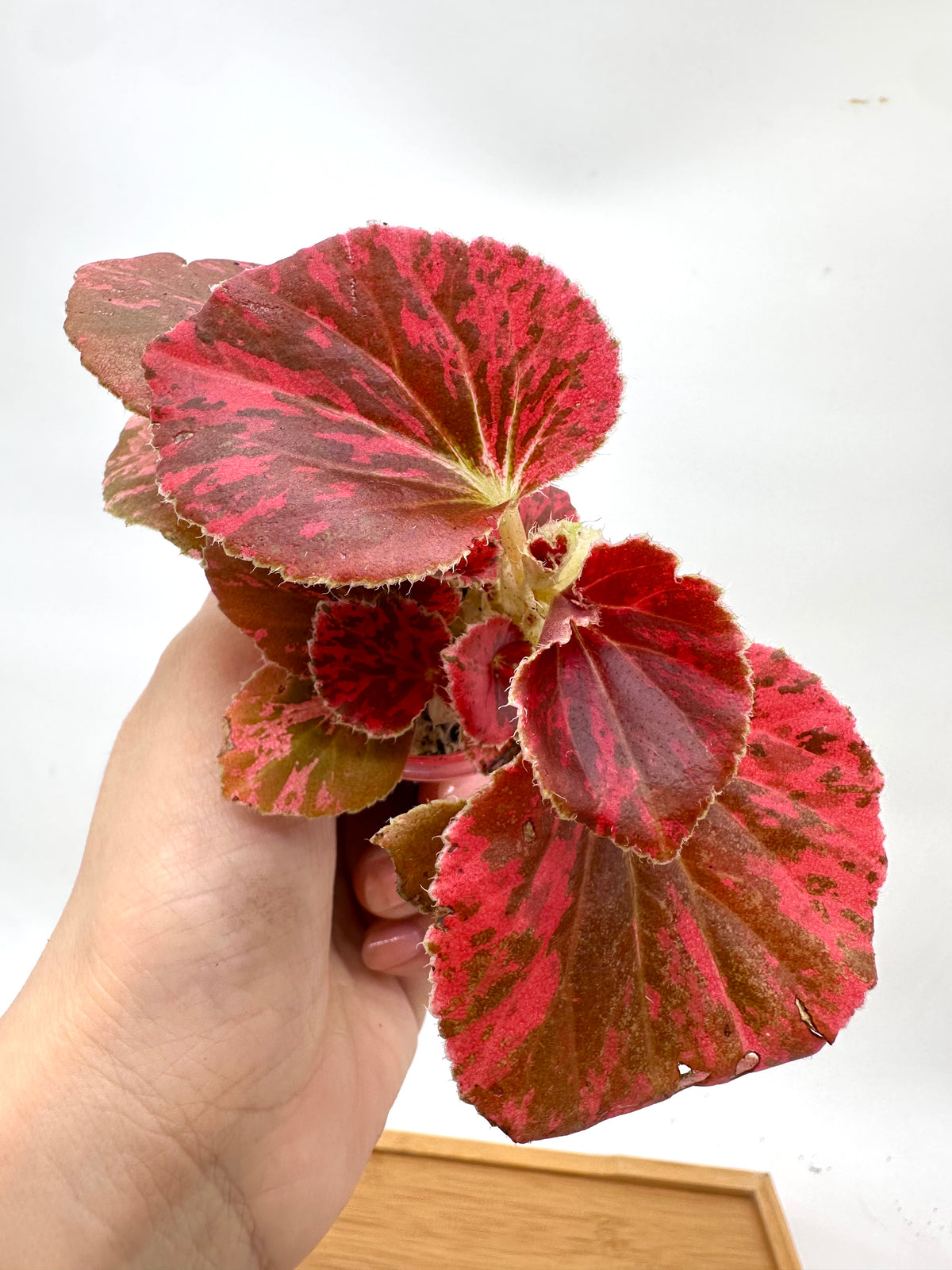 Begonia Semperflorens Red Variegated