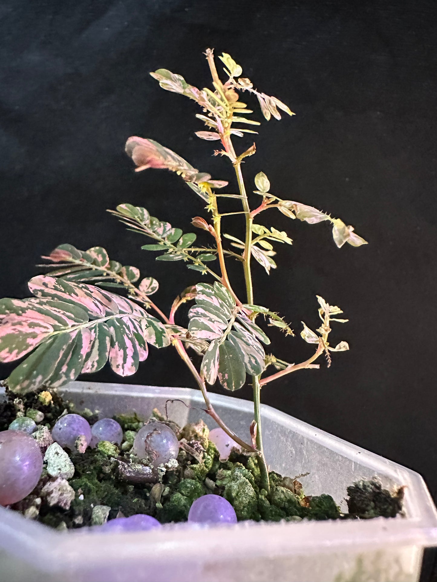 Phyllanthus Urinaria Pink Variegated - Multiple growths