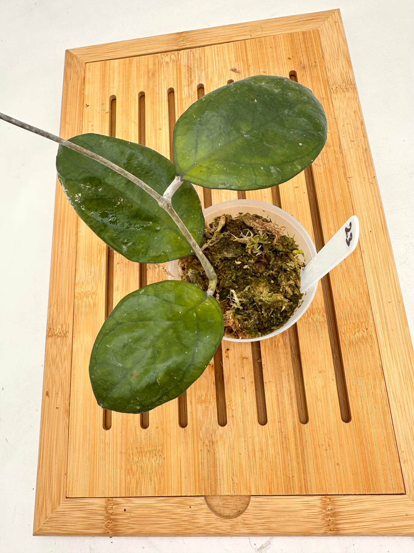 Hoya Ricardo - 023