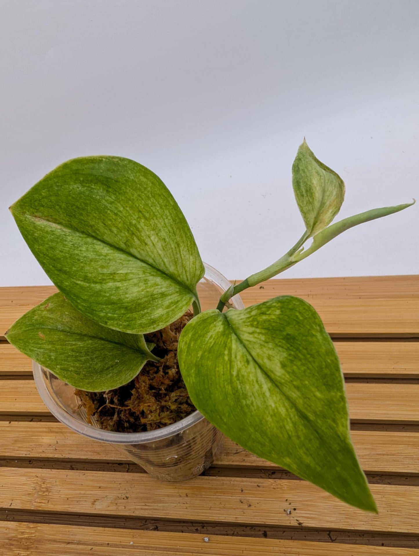 Scindapsus Moonlight Mint Variegated