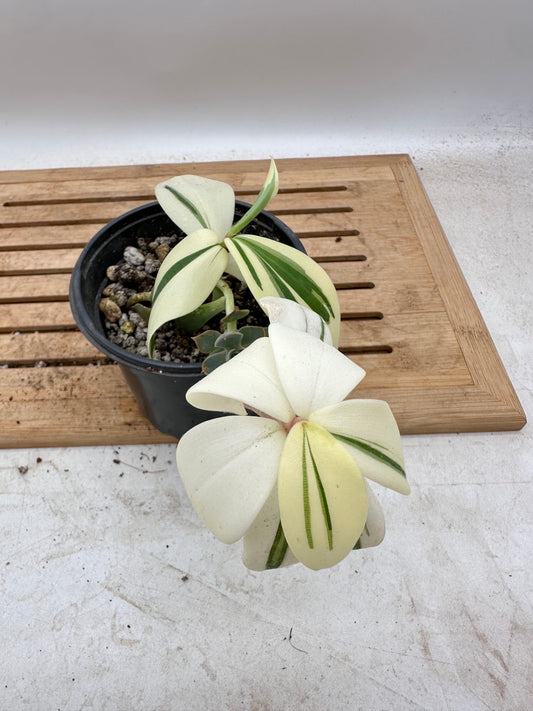 Variegated Spiral Ginger