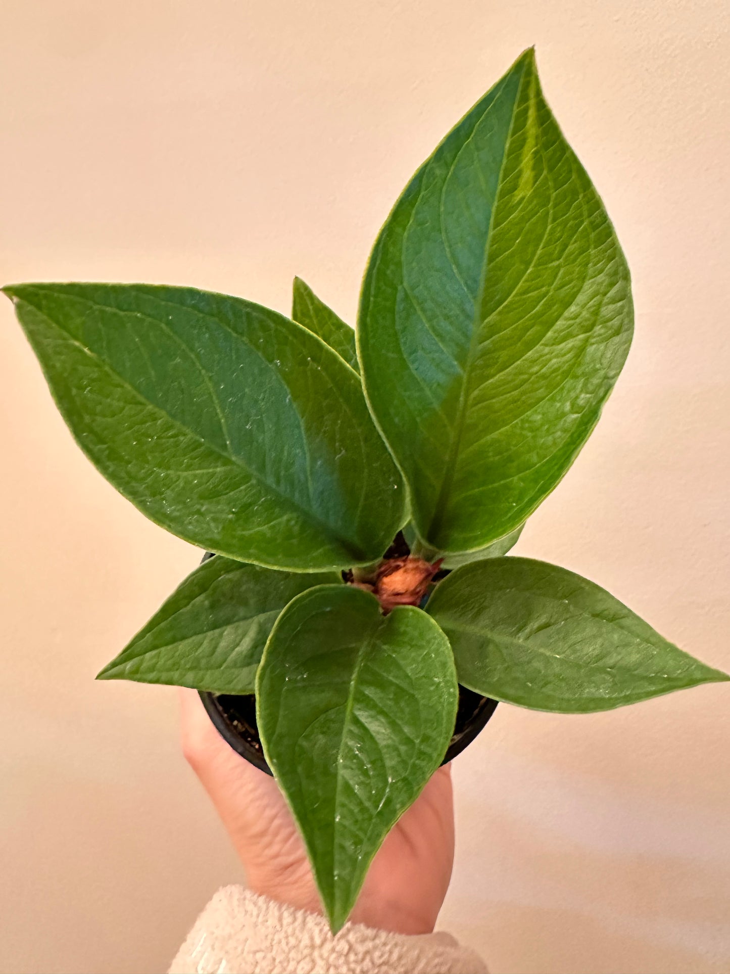 Thanksgiving Sales - Anthurium Green Lady Sport Variegated on newest leaf