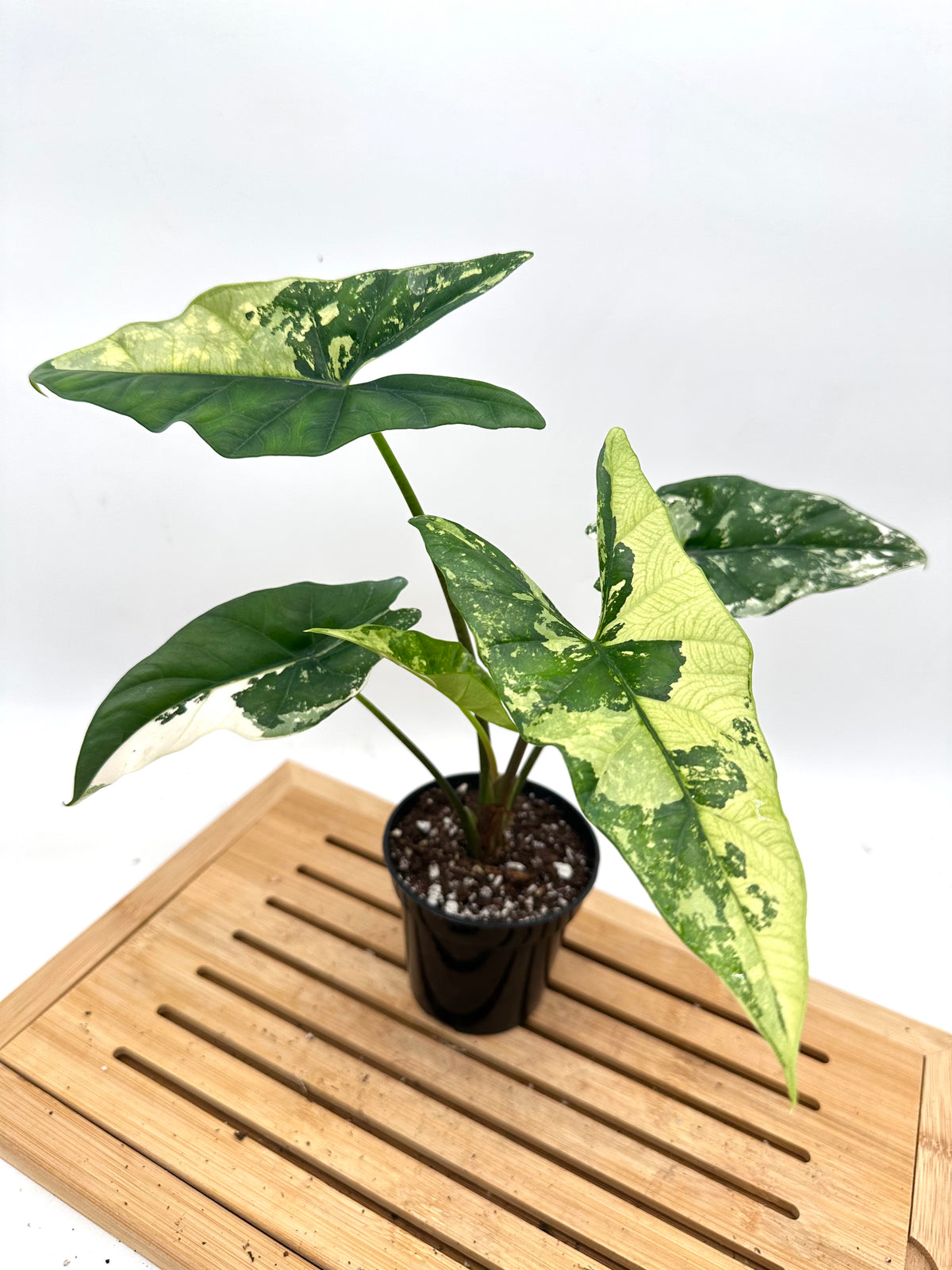 Alocasia Simpo Albo Variegated