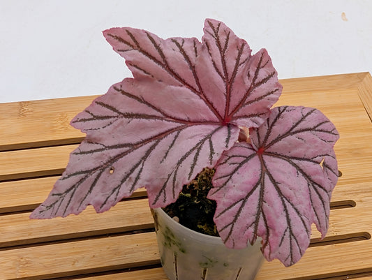 Begonia Lamoon - Fragile ❗️