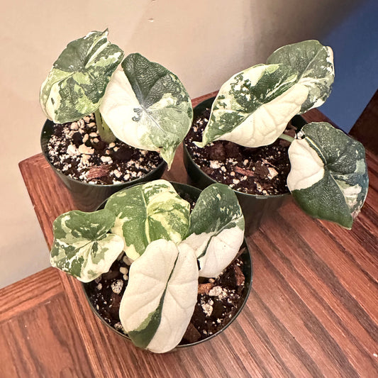 Alocasia Melo Albo Variegated