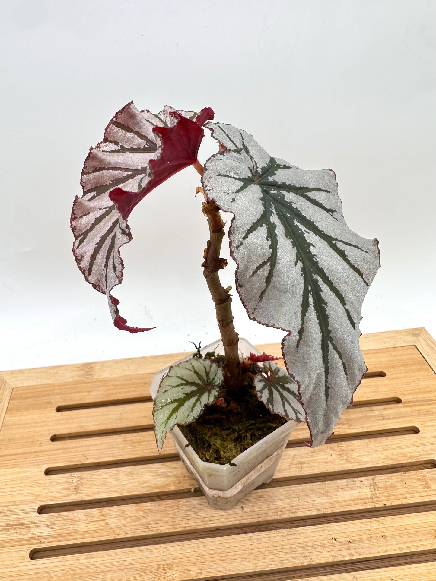 Begonia Looking Glass