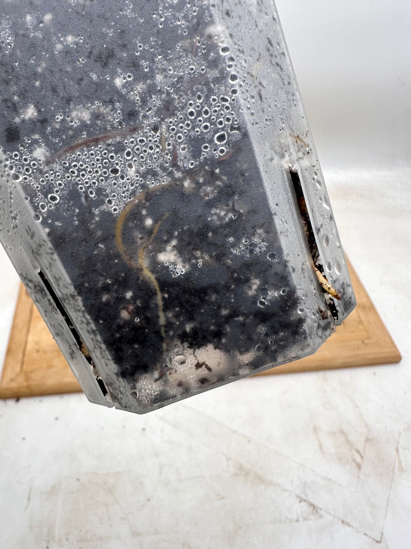 Syngonium Angustatum Albo Variegated - August Sale